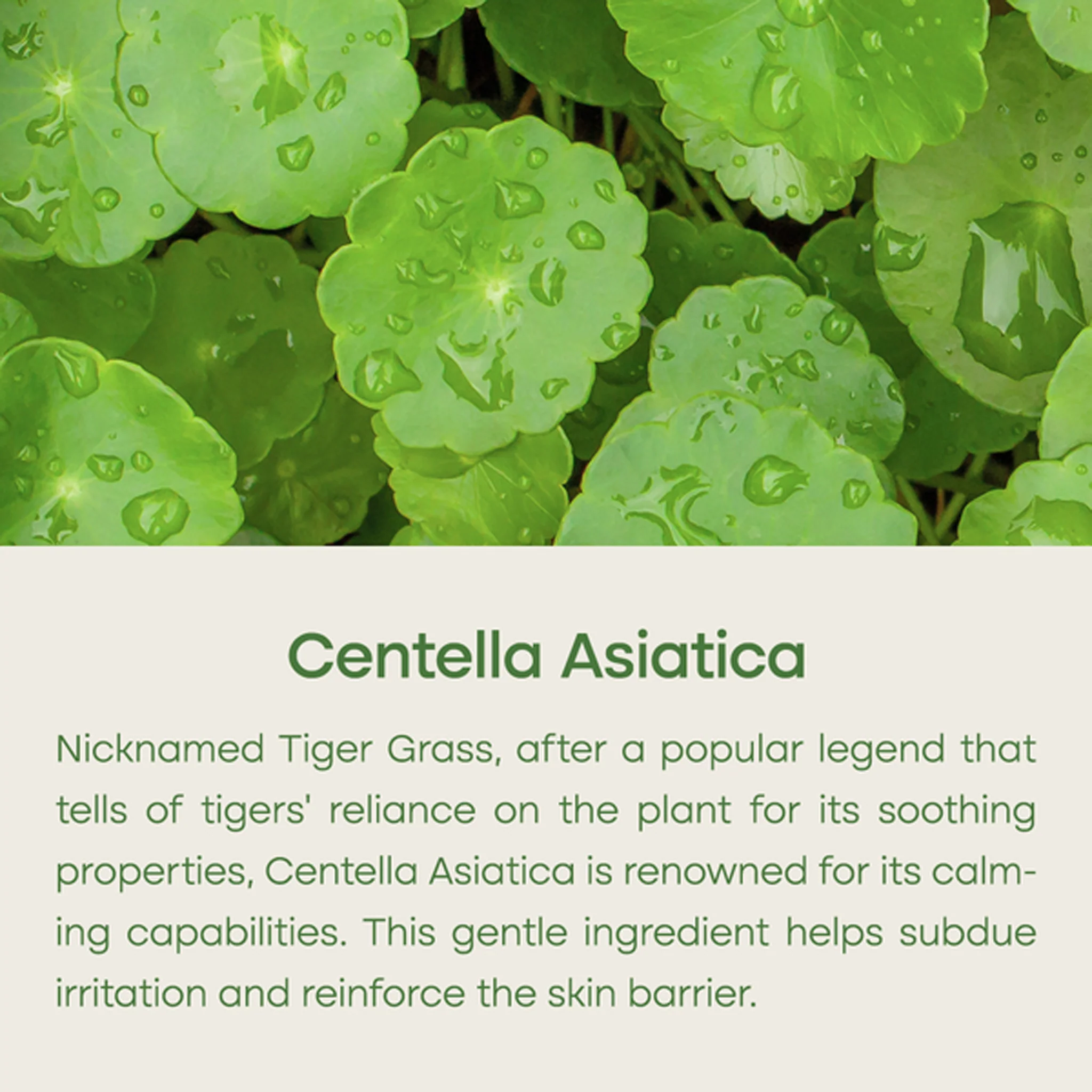 PURITO Wonder Releaf Centella Toner Unscented 200ml - Image 4