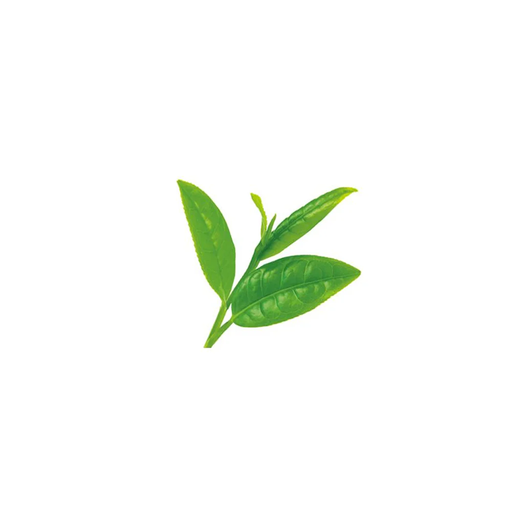 Tunemakers Botanical Green Tea Extract 10 ml - Image 2