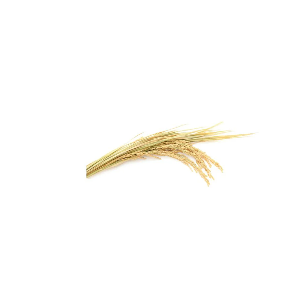Tunemakers Botanical Rice Extract 10 ml - Image 2